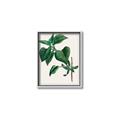 Picture of Nostalgic Green Lilac Leaves _GroupedProduct_Rectangle_Portrait_Canvas_Framed_
