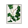 Picture of Nostalgic Green Murgrona Leaves _GroupedProduct_Rectangle_Portrait_Canvas_Framed_