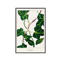 Picture of Nostalgic Green Murgrona Leaves _GroupedProduct_Rectangle_Portrait_Canvas_Framed_