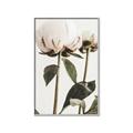 Picture of Romantic Blur Peony IV _GroupedProduct_Rectangle_Portrait_Photography _GroupedProduct_Rectangle_Portrait_Canvas_Framed_