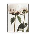 Picture of Romantic Blur Peony IV _GroupedProduct_Rectangle_Portrait_Photography _GroupedProduct_Rectangle_Portrait_Canvas_Framed_
