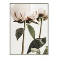 Picture of Romantic Blur Peony IV _GroupedProduct_Rectangle_Portrait_Photography _GroupedProduct_Rectangle_Portrait_Canvas_Framed_