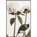 Picture of Romantic Blur Peony IV _GroupedProduct_Rectangle_Portrait_Photography _GroupedProduct_Rectangle_Portrait_Canvas_Framed_