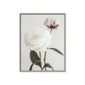 Picture of Romantic Blur Peony III _GroupedProduct_Rectangle_Portrait_Photography _GroupedProduct_Rectangle_Portrait_Canvas_Framed_