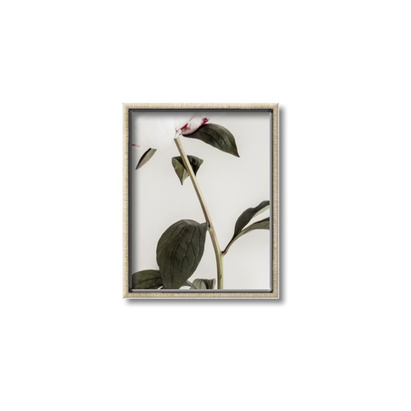 Picture of Romantic Blur Peony II _GroupedProduct_Rectangle_Portrait_Photography _GroupedProduct_Rectangle_Portrait_Canvas_Framed_