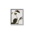 Picture of Romantic Blur Peony II _GroupedProduct_Rectangle_Portrait_Photography _GroupedProduct_Rectangle_Portrait_Canvas_Framed_