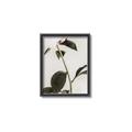 Picture of Romantic Blur Peony II _GroupedProduct_Rectangle_Portrait_Photography _GroupedProduct_Rectangle_Portrait_Canvas_Framed_