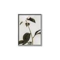 Picture of Romantic Blur Peony II _GroupedProduct_Rectangle_Portrait_Photography _GroupedProduct_Rectangle_Portrait_Canvas_Framed_