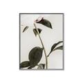 Picture of Romantic Blur Peony II _GroupedProduct_Rectangle_Portrait_Photography _GroupedProduct_Rectangle_Portrait_Canvas_Framed_