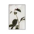 Picture of Romantic Blur Peony II _GroupedProduct_Rectangle_Portrait_Photography _GroupedProduct_Rectangle_Portrait_Canvas_Framed_