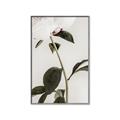 Picture of Romantic Blur Peony II _GroupedProduct_Rectangle_Portrait_Photography _GroupedProduct_Rectangle_Portrait_Canvas_Framed_