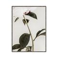 Picture of Romantic Blur Peony II _GroupedProduct_Rectangle_Portrait_Photography _GroupedProduct_Rectangle_Portrait_Canvas_Framed_