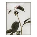 Picture of Romantic Blur Peony II _GroupedProduct_Rectangle_Portrait_Photography _GroupedProduct_Rectangle_Portrait_Canvas_Framed_