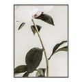 Picture of Romantic Blur Peony II _GroupedProduct_Rectangle_Portrait_Photography _GroupedProduct_Rectangle_Portrait_Canvas_Framed_