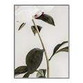 Picture of Romantic Blur Peony II _GroupedProduct_Rectangle_Portrait_Photography _GroupedProduct_Rectangle_Portrait_Canvas_Framed_