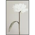 Picture of Romantic Blur Peony I _GroupedProduct_Rectangle_Portrait_Photography _GroupedProduct_Rectangle_Portrait_Canvas_Framed_