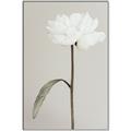 Picture of Romantic Blur Peony I _GroupedProduct_Rectangle_Portrait_Photography _GroupedProduct_Rectangle_Portrait_Canvas_Framed_