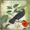 Picture of Tropical Paradise Birds Garden _GroupedProduct_Square_Canvas_Framed_