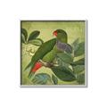 Picture of Vintage Tropical Birds II _GroupedProduct_Square_Canvas_Framed_
