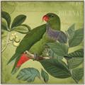 Picture of Vintage Tropical Birds II _GroupedProduct_Square_Canvas_Framed_