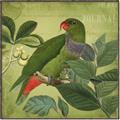 Picture of Vintage Tropical Birds II _GroupedProduct_Square_Canvas_Framed_