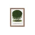 Picture of Kilmarnock Weeping Willow Tree Lithograph _GroupedProduct_Rectangle_Portrait_Framed_Matted_
