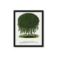 Picture of Kilmarnock Weeping Willow Tree Lithograph _GroupedProduct_Rectangle_Portrait_Framed_Matted_