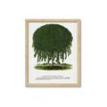 Picture of Kilmarnock Weeping Willow Tree Lithograph _GroupedProduct_Rectangle_Portrait_Framed_Matted_