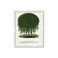 Picture of Kilmarnock Weeping Willow Tree Lithograph _GroupedProduct_Rectangle_Portrait_Framed_Matted_