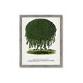 Picture of Kilmarnock Weeping Willow Tree Lithograph _GroupedProduct_Rectangle_Portrait_Framed_Matted_