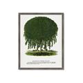 Picture of Kilmarnock Weeping Willow Tree Lithograph _GroupedProduct_Rectangle_Portrait_Framed_Matted_