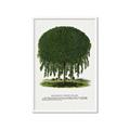 Picture of Kilmarnock Weeping Willow Tree Lithograph _GroupedProduct_Rectangle_Portrait_Framed_Matted_