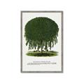 Picture of Kilmarnock Weeping Willow Tree Lithograph _GroupedProduct_Rectangle_Portrait_Framed_Matted_