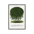 Picture of Kilmarnock Weeping Willow Tree Lithograph _GroupedProduct_Rectangle_Portrait_Framed_Matted_