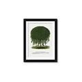 Picture of Kilmarnock Weeping Willow Tree Lithograph _GroupedProduct_Rectangle_Portrait_Framed_Matted_