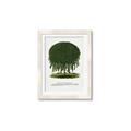 Picture of Kilmarnock Weeping Willow Tree Lithograph _GroupedProduct_Rectangle_Portrait_Framed_Matted_