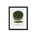 Picture of Kilmarnock Weeping Willow Tree Lithograph _GroupedProduct_Rectangle_Portrait_Framed_Matted_