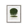 Picture of Kilmarnock Weeping Willow Tree Lithograph _GroupedProduct_Rectangle_Portrait_Framed_Matted_