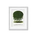 Picture of Kilmarnock Weeping Willow Tree Lithograph _GroupedProduct_Rectangle_Portrait_Framed_Matted_