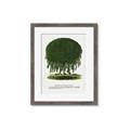 Picture of Kilmarnock Weeping Willow Tree Lithograph _GroupedProduct_Rectangle_Portrait_Framed_Matted_