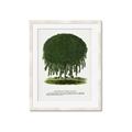 Picture of Kilmarnock Weeping Willow Tree Lithograph _GroupedProduct_Rectangle_Portrait_Framed_Matted_