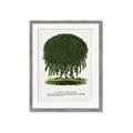 Picture of Kilmarnock Weeping Willow Tree Lithograph _GroupedProduct_Rectangle_Portrait_Framed_Matted_