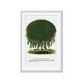 Picture of Kilmarnock Weeping Willow Tree Lithograph _GroupedProduct_Rectangle_Portrait_Framed_Matted_