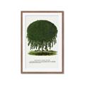 Picture of Kilmarnock Weeping Willow Tree Lithograph _GroupedProduct_Rectangle_Portrait_Framed_Matted_