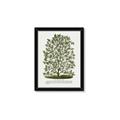 Picture of Hardy Magnolia Tree Lithograph _GroupedProduct_Rectangle_Portrait_Framed_Matted_