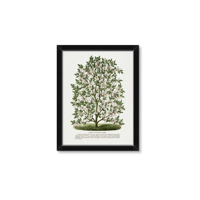 Picture of Hardy Magnolia Tree Lithograph _GroupedProduct_Rectangle_Portrait_Framed_Matted_