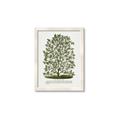 Picture of Hardy Magnolia Tree Lithograph _GroupedProduct_Rectangle_Portrait_Framed_Matted_
