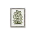 Picture of Hardy Magnolia Tree Lithograph _GroupedProduct_Rectangle_Portrait_Framed_Matted_