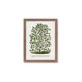 Picture of Hardy Magnolia Tree Lithograph _GroupedProduct_Rectangle_Portrait_Framed_Matted_