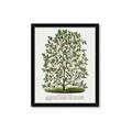 Picture of Hardy Magnolia Tree Lithograph _GroupedProduct_Rectangle_Portrait_Framed_Matted_